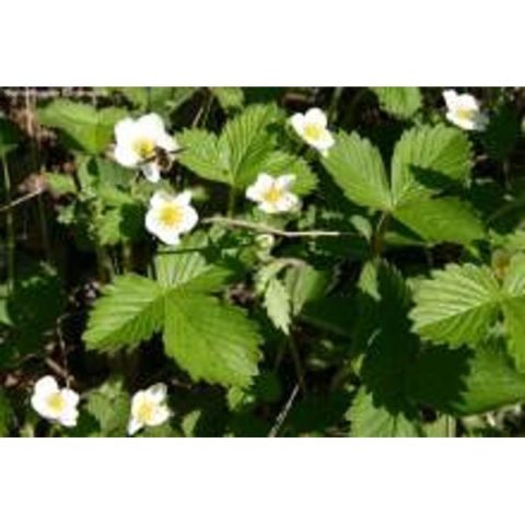 Земляника лист 30 г