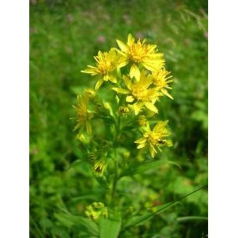 Золотая розга 50 г