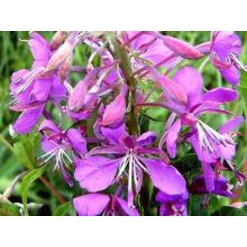 Кипрей (Иван-Чай) 50 г