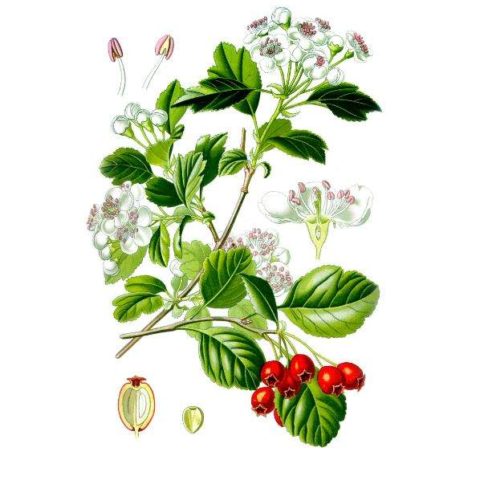 Боярышник плоды 50 г